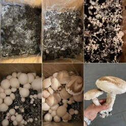 Bio Fertig-Pilzzuchtset Champignon -Naturgrün Verkaufsgeschäft 0740400018 BIO Fertig Pilzzuchtset Champignon Selbstversuch 93610