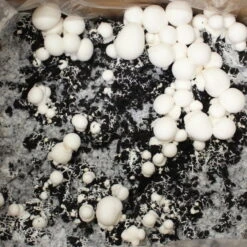 Bio Fertig-Pilzzuchtset Champignon -Naturgrün Verkaufsgeschäft 0740400018 BIO Fertig Pilzzuchtset Champignon 32241