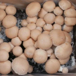 Bio Fertig-Pilzzuchtset Steinchampignon, Klein -Naturgrün Verkaufsgeschäft 0740400023 BIO Fertig Pilzzuchtset Steinchampignon klein 2 32250