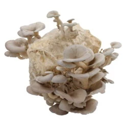 Bio Home Pilzzuchtset Für Austernpilze -Naturgrün Verkaufsgeschäft 0740400024 BIO Home Pilzzuchtset Austernpilz 2 32252