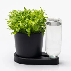 Kräuterheld, Schwarz, PP/PET, 14 X 14 X 22 Cm -Naturgrün Verkaufsgeschäft 0930101632 Kraeuterheld schwarz2 116324