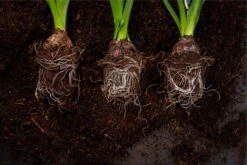 Kölle Bio Wurzel-Kraft, 2 Kg Eimer -Naturgrün Verkaufsgeschäft 0950250027 wurzelkraft 117975