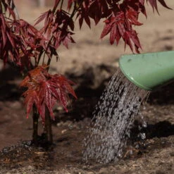 PFLANZENARZT® Ahorn-Fit, 350 Ml -Naturgrün Verkaufsgeschäft 095050 ahorn fit giessen 126231