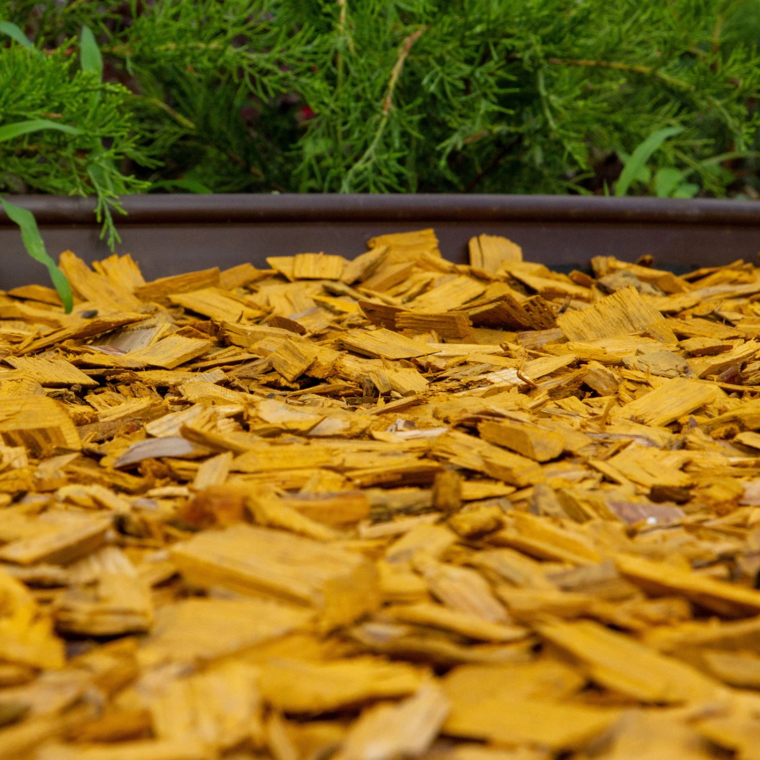 Plantop Dekormulch Goldgelb, 1950 L Gesamt, 39 Sack á 50 Liter 2 Plantop Dekormulch Goldgelb, 1950 L Gesamt, 39 Sack á 50 Liter – Bild 2