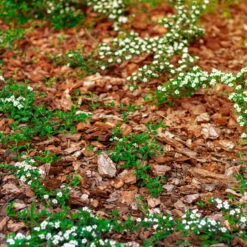 Plantavital Rindenmulch Fein, 2280l, 57 Sack á 40l 5 Plantavital Rindenmulch Fein, 2280l, 57 Sack á 40l -Naturgrün Verkaufsgeschäft 0960 rindenmulch 1 125175