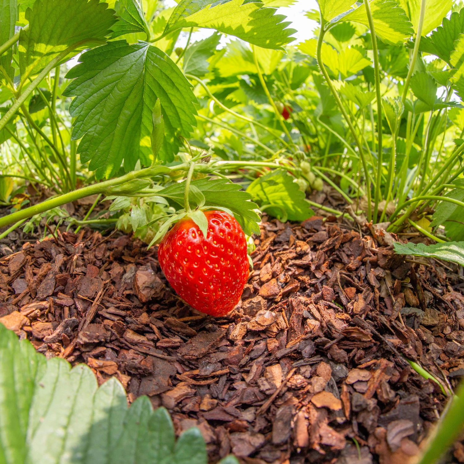 Plantavital Rindenmulch Fein, 2280l, 57 Sack á 40l 4 Plantavital Rindenmulch Fein, 2280l, 57 Sack á 40l – Bild 4