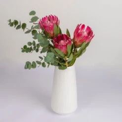 Blumenbund Protea 'Silvia' & Eukalyptus, Inkl. Gratis Grußkarte -Naturgrün Verkaufsgeschäft 1025700018 Strauss Protea Silvia mit Cinerea 2 102267