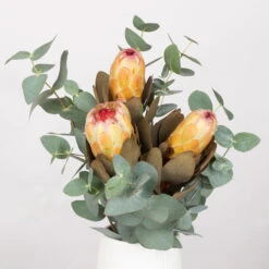 Blumenbund Protea & Eukalyptus, Inkl. Gratis Grußkarte -Naturgrün Verkaufsgeschäft 1025700019 Strauss Protea Grandiflora 1 101679
