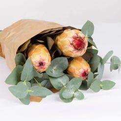 Blumenbund Protea & Eukalyptus, Inkl. Gratis Grußkarte -Naturgrün Verkaufsgeschäft 1025700019 Strauss Protea Grandiflora 2 1 101682
