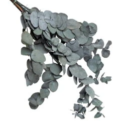 Eucalyptus Cinerea, Getrocknet, Ca. 50 Cm Lang -Naturgrün Verkaufsgeschäft 1055300001 Eukalyptus Natur 100gr gefriergetrocknet 1 83162