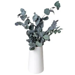 Eucalyptus Cinerea, Getrocknet, Ca. 50 Cm Lang -Naturgrün Verkaufsgeschäft 1055300001 Eukalyptus Natur 100gr gefriergetrocknet 2 83163