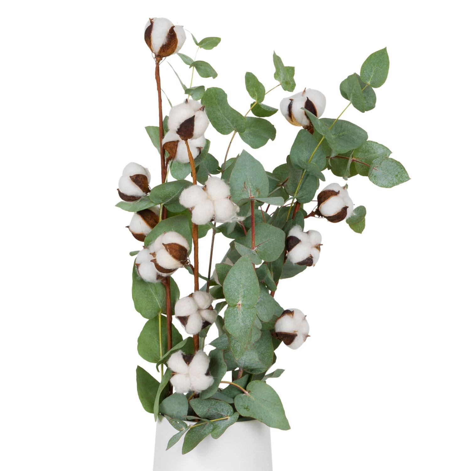 Eukalyptus Getrocknet Und Baumwolle, 2er-Set 1 Eukalyptus Getrocknet Und Baumwolle, 2er-Set