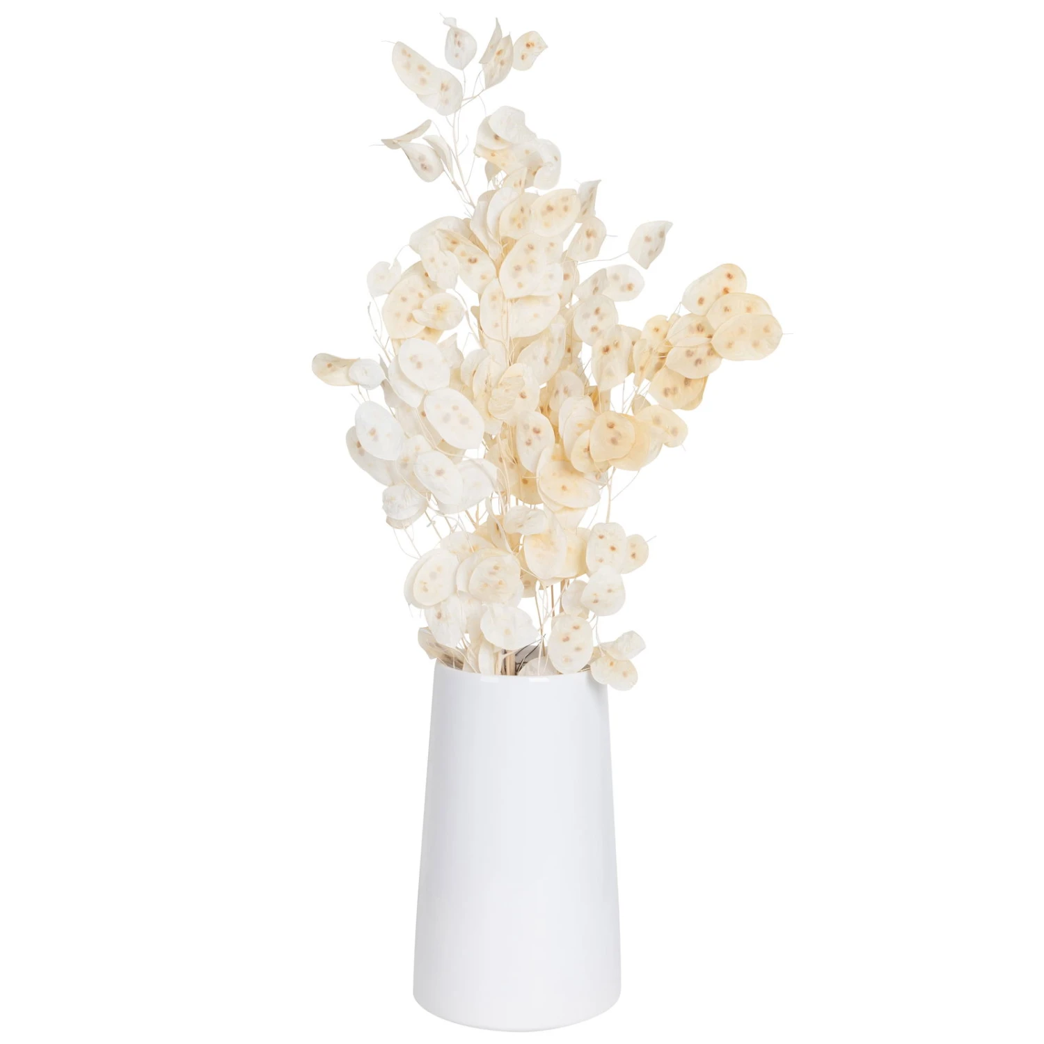 Silbertaler, Getrocknet, Lunaria, Ca. 80 Cm Lang 4 Silbertaler, Getrocknet, Lunaria, Ca. 80 Cm Lang – Bild 4