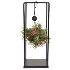 Tillandsia 'Magic Ball' In Eckigem Metallgestell, 17cm Ø 7 Tillandsia 'Magic Ball' In Eckigem Metallgestell, 17cm Ø -Naturgrün Verkaufsgeschäft 1530102421 Tillandsia Cube Magic Ball eckig 1 86996