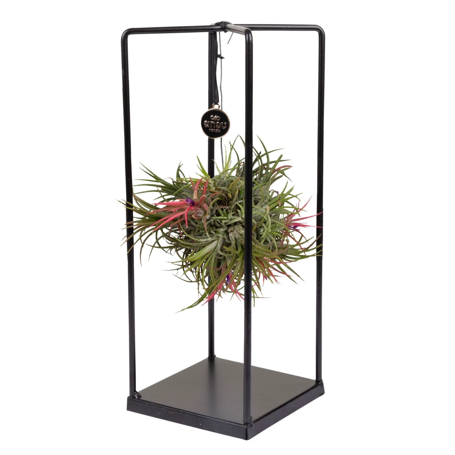 Tillandsia 'Magic Ball' In Eckigem Metallgestell, 17cm Ø 2 Tillandsia 'Magic Ball' In Eckigem Metallgestell, 17cm Ø – Bild 2