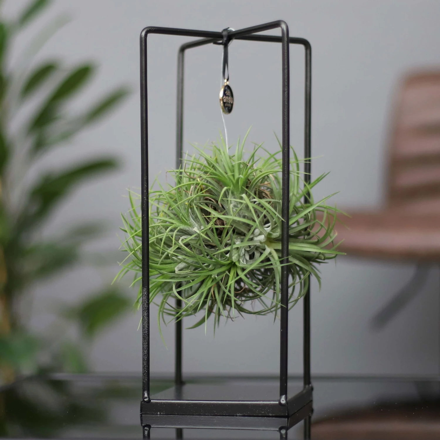 Tillandsia 'Magic Ball' In Eckigem Metallgestell, 17cm Ø 1 Tillandsia 'Magic Ball' In Eckigem Metallgestell, 17cm Ø