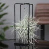 Tillandsia 'Silver Ball' In Eckigem Metallgestell, 17cm Ø