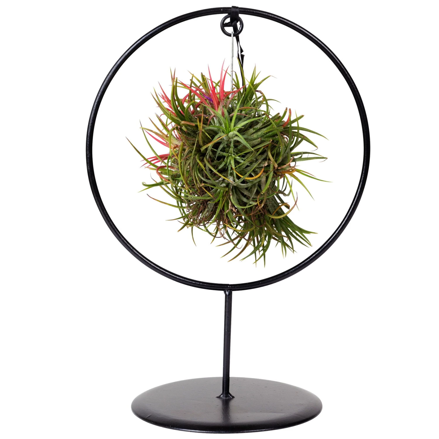 Tillandsia 'Magic Ball' In Rundem Metallgestell, 17cm Ø 7 Tillandsia 'Magic Ball' In Rundem Metallgestell, 17cm Ø – Bild 7