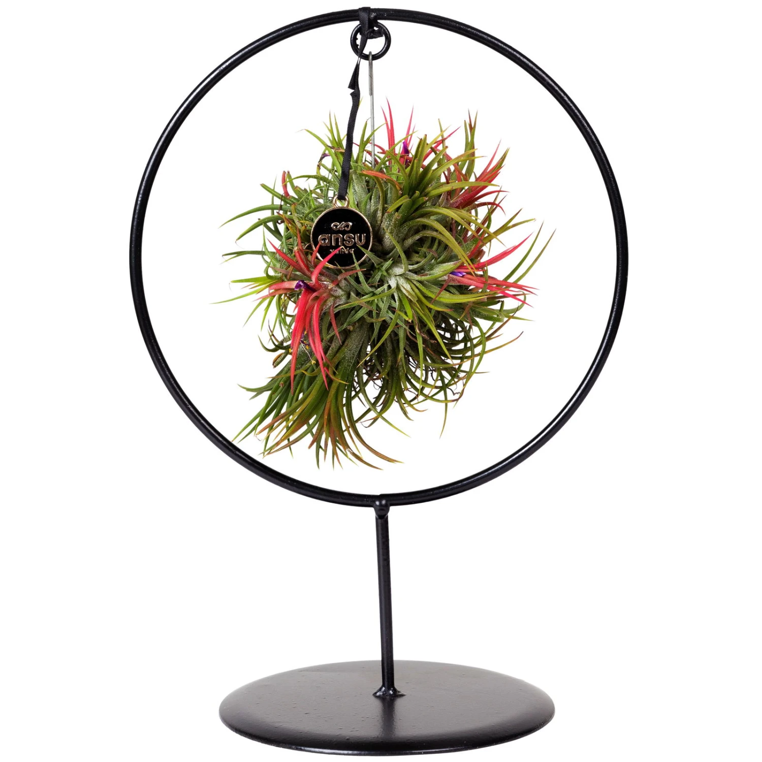 Tillandsia 'Magic Ball' In Rundem Metallgestell, 17cm Ø 2 Tillandsia 'Magic Ball' In Rundem Metallgestell, 17cm Ø – Bild 2