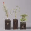 Tillandsien-Trio Im Holzständer