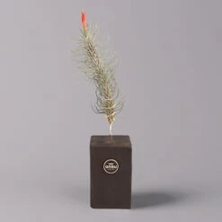 Tillandsien-Trio Im Holzständer -Naturgrün Verkaufsgeschäft 1530103258 Tillandsia Trio auf Holzblock 1 a 112329