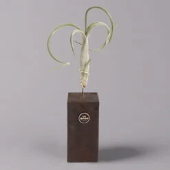 Tillandsien-Trio Im Holzständer -Naturgrün Verkaufsgeschäft 1530103258 Tillandsia Trio auf Holzblock 1 b 112328