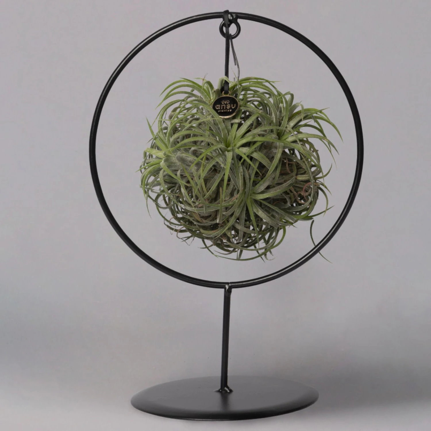 Tillandsia 'Magic Ball' In Rundem Metallgestell, 17cm Ø 3 Tillandsia 'Magic Ball' In Rundem Metallgestell, 17cm Ø – Bild 3