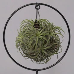 Tillandsia 'Magic Ball' In Rundem Metallgestell, 17cm Ø 11 Tillandsia 'Magic Ball' In Rundem Metallgestell, 17cm Ø -Naturgrün Verkaufsgeschäft 1530150012 Tillandsia Ring Magic Ball rund 2 115572