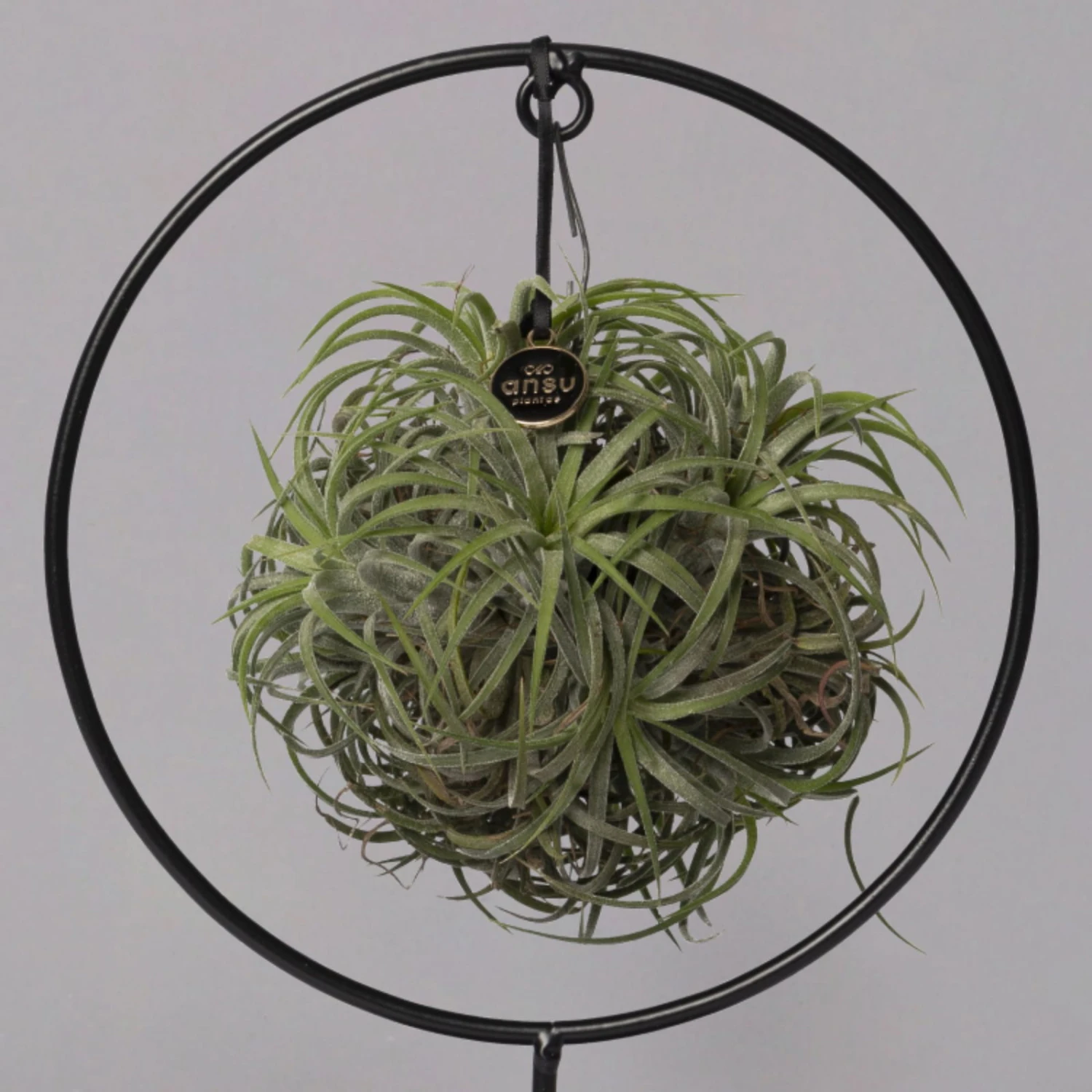 Tillandsia 'Magic Ball' In Rundem Metallgestell, 17cm Ø 4 Tillandsia 'Magic Ball' In Rundem Metallgestell, 17cm Ø – Bild 4