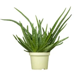 Bio Aloe 'Sweet', Topf-Ø 12 Cm, 2er-Set -Naturgrün Verkaufsgeschäft 1610200312 Blu Bio Aloe vera Sweet 2er Set 1 109456