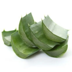 Bio Aloe 'Sweet', Topf-Ø 12 Cm, 2er-Set -Naturgrün Verkaufsgeschäft 1610200312 Blu Bio Aloe vera Sweet 2er Set 4 109459