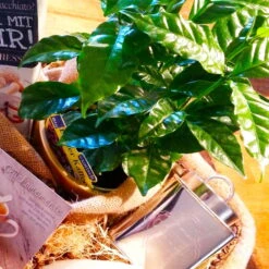 Blu Bio Kaffeepflanze, Topf-Ø 12 Cm, 2er Set 13 Blu Bio Kaffeepflanze, Topf-Ø 12 Cm, 2er Set -Naturgrün Verkaufsgeschäft 1610200353 Blu Bio Kaffee Echter T12 2er Set Coffea arabica 5 122693