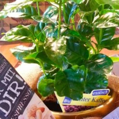 Blu Bio Kaffeepflanze, Topf-Ø 12 Cm, 2er Set 12 Blu Bio Kaffeepflanze, Topf-Ø 12 Cm, 2er Set -Naturgrün Verkaufsgeschäft 1610200353 Blu Bio Kaffee Echter T12 2er Set Coffea arabica 6 122692