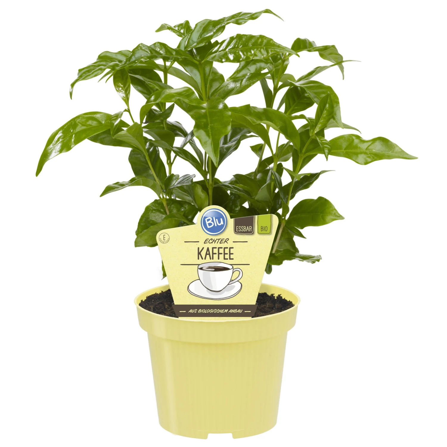 Blu Bio Kaffeepflanze, Topf-Ø 12 Cm, 2er Set 2 Blu Bio Kaffeepflanze, Topf-Ø 12 Cm, 2er Set – Bild 2