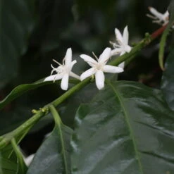 Blu Bio Kaffeepflanze, Topf-Ø 12 Cm, 2er Set 10 Blu Bio Kaffeepflanze, Topf-Ø 12 Cm, 2er Set -Naturgrün Verkaufsgeschäft 1610200353 blu bio kaffee echter 2 122665