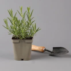 Grillkräuter Salbei, Rosmarin & Thymian, Topf 11x11 Cm, Inkl. Greenbar® 14 Grillkräuter Salbei, Rosmarin & Thymian, Topf 11x11 Cm, Inkl. Greenbar® -Naturgrün Verkaufsgeschäft 1610300382 rosmarin Greenbar Grillkraeuter Kasten Anthrazit und 3Kraeuter t 122891