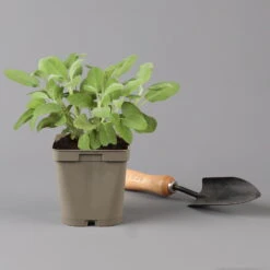 Grillkräuter Salbei, Rosmarin & Thymian, Topf 11x11 Cm, Inkl. Greenbar® 13 Grillkräuter Salbei, Rosmarin & Thymian, Topf 11x11 Cm, Inkl. Greenbar® -Naturgrün Verkaufsgeschäft 1610300382 salbei Greenbar Grillkraeuter Kasten Anthrazit und 3Kraeuter t 122890