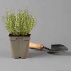 Grillkräuter Salbei, Rosmarin & Thymian, Topf 11x11 Cm, Inkl. Greenbar® 12 Grillkräuter Salbei, Rosmarin & Thymian, Topf 11x11 Cm, Inkl. Greenbar® -Naturgrün Verkaufsgeschäft 1610300382 thymian Greenbar Grillkraeuter Kasten Anthrazit und 3Kraeuter t 122889