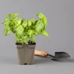 Küchenkräuter Basilikum, Oregano & Petersilie, Topf 11x11 Cm, Inkl. Greenbar® 14 Küchenkräuter Basilikum, Oregano & Petersilie, Topf 11x11 Cm, Inkl. Greenbar® -Naturgrün Verkaufsgeschäft 1610300383 basilikum Greenbar Kuechenkraeuter Kasten Anthrazit und 3Kraeuter 122886