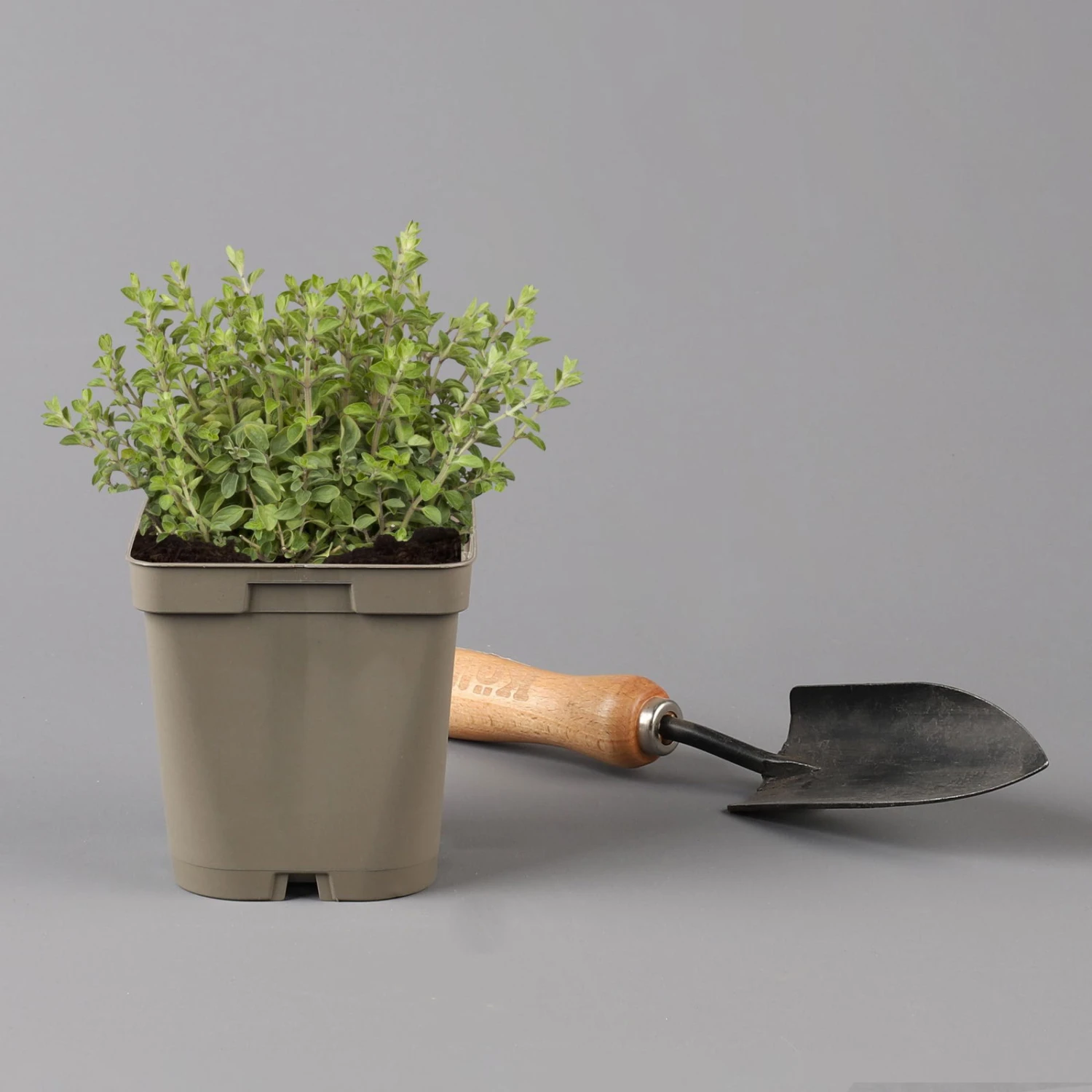 Küchenkräuter Basilikum, Oregano & Petersilie, Topf 11x11 Cm, Inkl. Greenbar® 4 Küchenkräuter Basilikum, Oregano & Petersilie, Topf 11x11 Cm, Inkl. Greenbar® – Bild 4