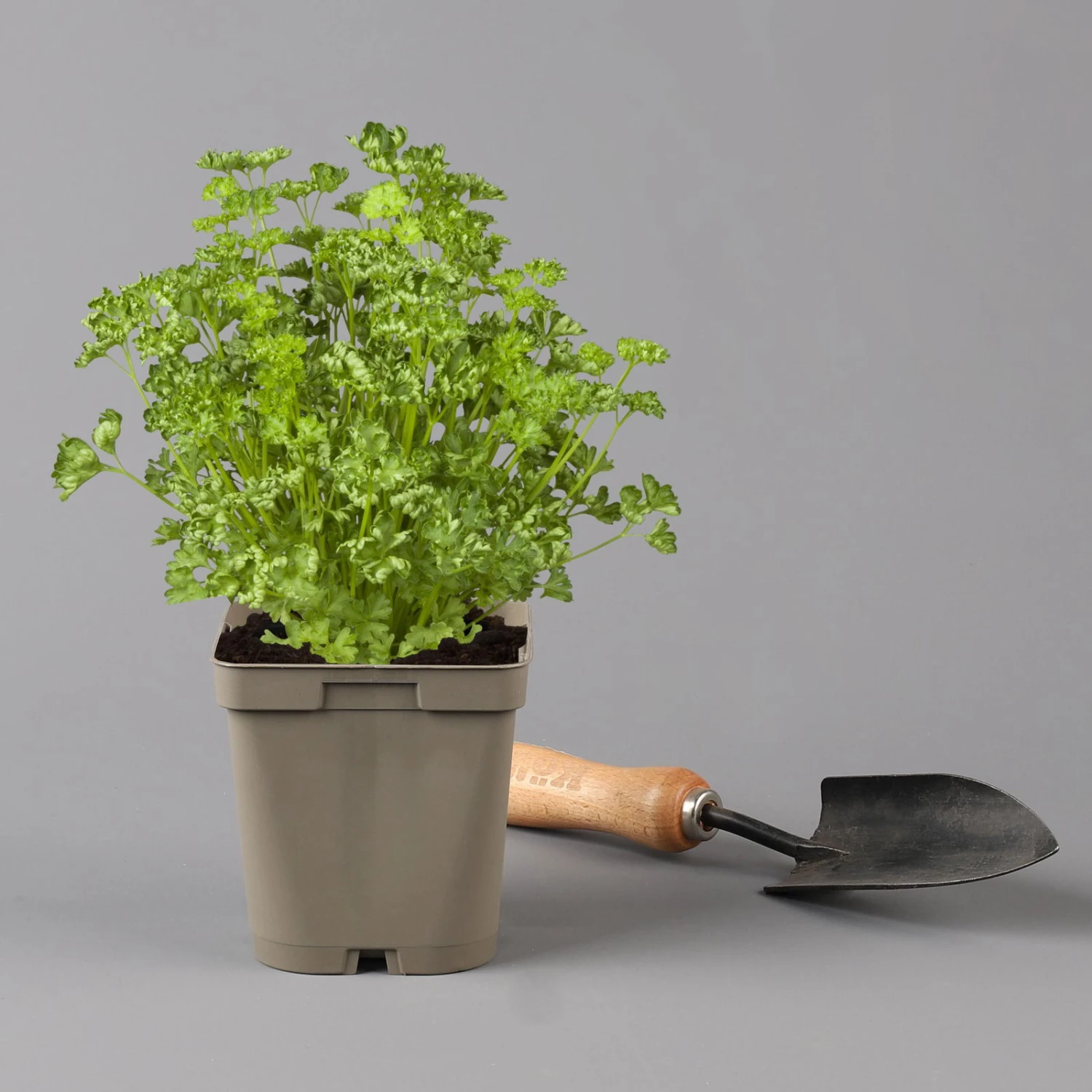 Küchenkräuter Basilikum, Oregano & Petersilie, Topf 11x11 Cm, Inkl. Greenbar® 3 Küchenkräuter Basilikum, Oregano & Petersilie, Topf 11x11 Cm, Inkl. Greenbar® – Bild 3