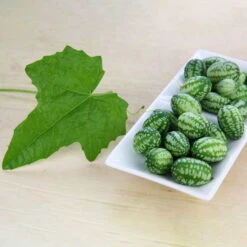 Bio Mexikanische Minigurke, Topf-Ø 12 Cm, 3er-Set -Naturgrün Verkaufsgeschäft 1620330088 Blu Bio Mexikanische Minigurke 3er Set 2 109708