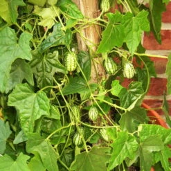 Bio Mexikanische Minigurke, Topf-Ø 12 Cm, 3er-Set -Naturgrün Verkaufsgeschäft 1620330088 Blu Bio Mexikanische Minigurke 3er Set 3 109706