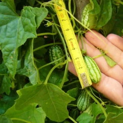 Bio Mexikanische Minigurke, Topf-Ø 12 Cm, 3er-Set -Naturgrün Verkaufsgeschäft 1620330088 Blu Bio Mexikanische Minigurke 3er Set 4 109707