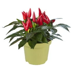 Bio Chili 'Feuerküsschen', Scharf, Topf-Ø 12 Cm, 3er-Set -Naturgrün Verkaufsgeschäft 1620330091 Blu Bio Feuerkuesschen 3er Set 3 109482