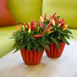 Bio Paprika 'Naschzipfel', Mild, Topf-Ø 12 Cm, 3er-Set -Naturgrün Verkaufsgeschäft 1620330092 Blu Bio Naschzipfel mild 3er Set 5 109486