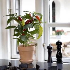 Blu Bio Snack-Chili, Mittelscharf, Topf-Ø 12 Cm, 3er-Set -Naturgrün Verkaufsgeschäft 1620330094 Blu Bio Snack Chilli mittelscharf 3er Set 3 109487