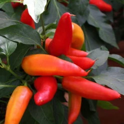 Blu Bio Snack-Chili, Mittelscharf, Topf-Ø 12 Cm, 3er-Set -Naturgrün Verkaufsgeschäft 1620330094 Blu Bio Snack Chilli mittelscharf 3er Set 4 109488