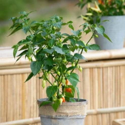 Blu Bio Chilipflanze Tropfen-Chili, Topf-Ø 15 Cm, 3er Set -Naturgrün Verkaufsgeschäft 1620330114 Blu Bio Tropfen Chili T12 3er Set mild bis leichte Schaerfe 1 124230