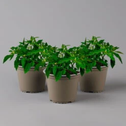 Blu Bio Chili 'Thai Chili F1', Topf-Ø 15 Cm, 3er Set 12 Blu Bio Chili 'Thai Chili F1', Topf-Ø 15 Cm, 3er Set -Naturgrün Verkaufsgeschäft 1620330116 1620330133 Blu Bio Thai Chili T15 3er Set mit Fruechte1 124245